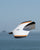 Weasel-TREK RC Slope Glider